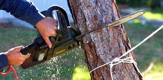 Leaf Removal in Tool, TX