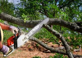 How Our Tree Care Process Works  in Tool, TX